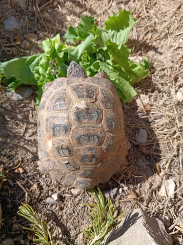 Afghan Tortoise