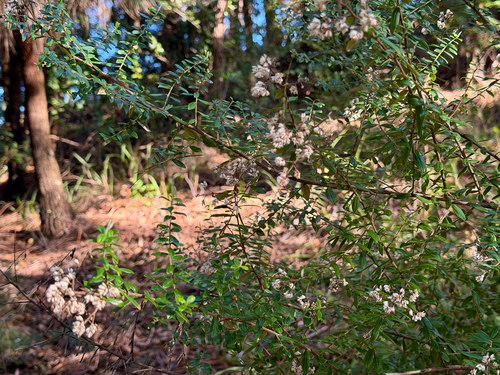 bushy rosemary