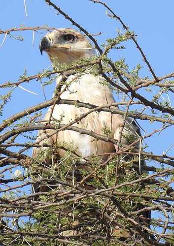 Southern Tawny Eagle