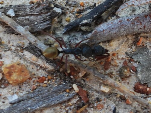 Camponotus suffusus
