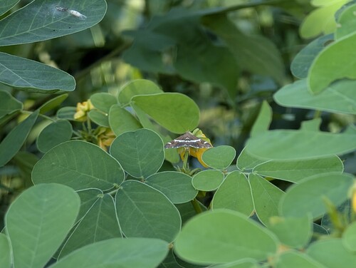 Hawaiian Beet Webworm Moth