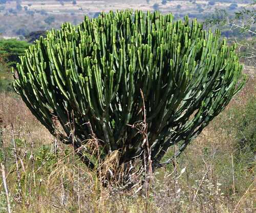 Common Tree Euphorbia