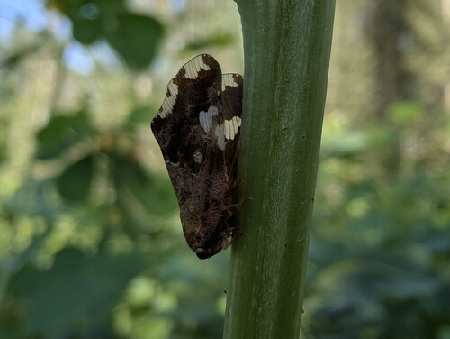 Black planthopper