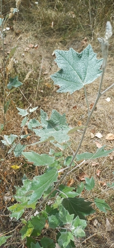 white poplar