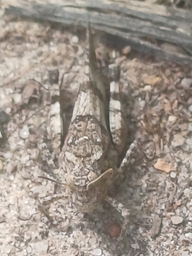 Blue-winged Grasshopper