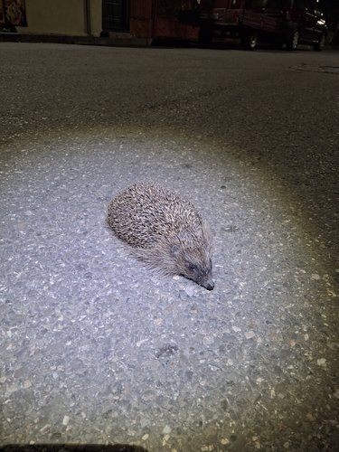 Northern White-breasted Hedgehog