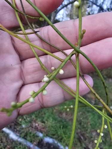 laurel dodder