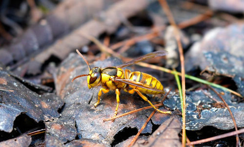 Black Shield Hornet