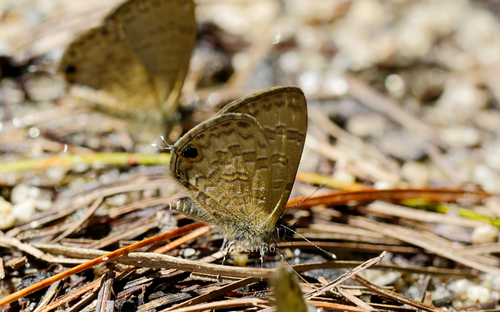 Common Line Blue