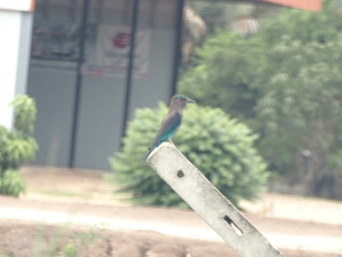 Indochinese Roller