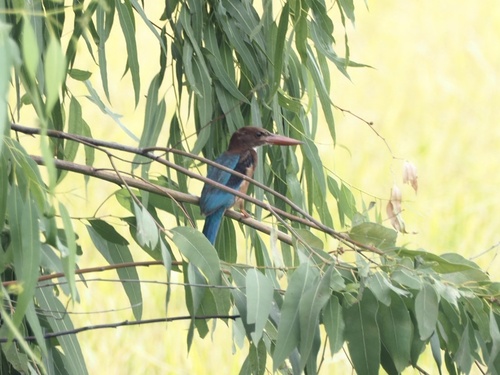 White-throated Kingfisher