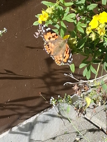 Painted Lady