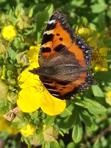 Small Tortoiseshell