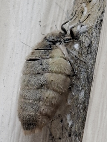 Rusty Tussock Moth
