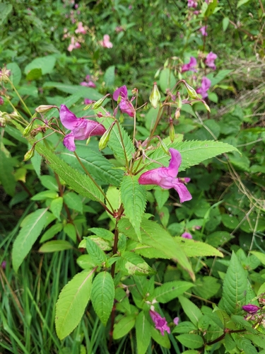 Himalayan balsam