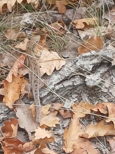Green Lizard