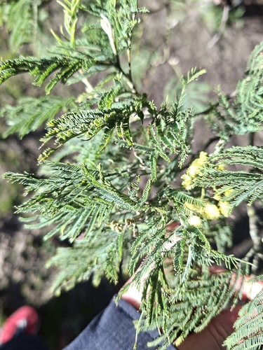 Silver wattle