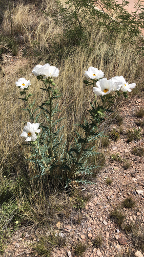 Argemone pleiacantha ssp. pleiacantha