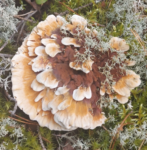 Orange Rough-cap Tooth