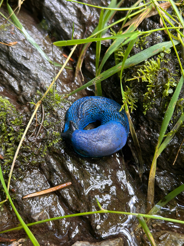Carpathian Blue Slug