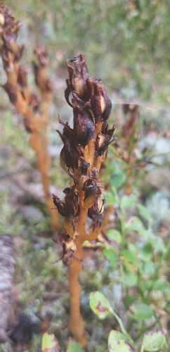 pinesap