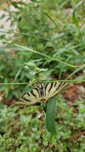 Scarce Swallowtail