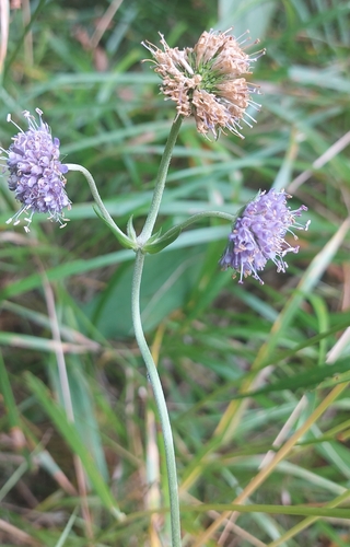 Devil's-bit Scabious