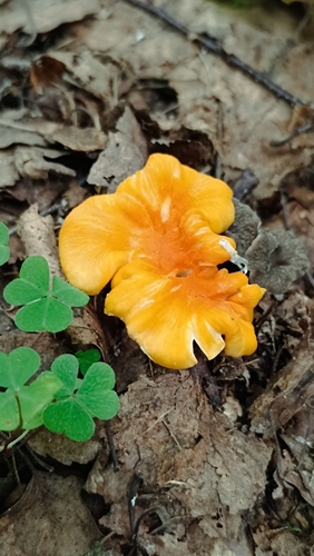 Golden Chanterelle