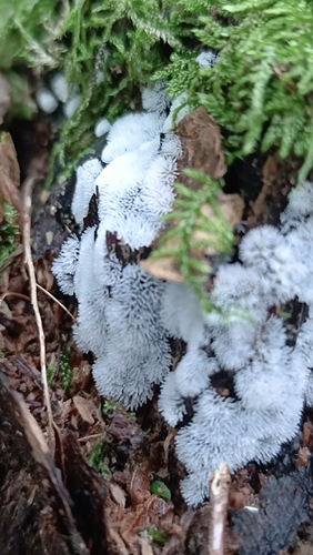 Common Coral Slime