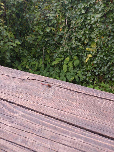 Ruddy Darter