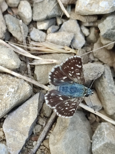 Orbed red-underwing skipper