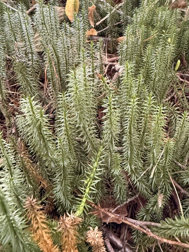 interrupted clubmoss