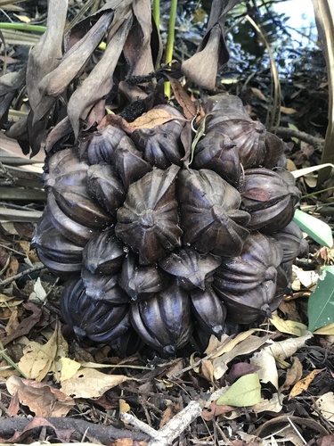 Mangrove Palm