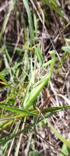 European Mantis