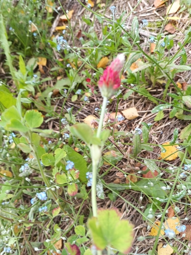 crimson clover