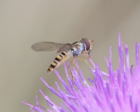 Marmalade Hover Fly