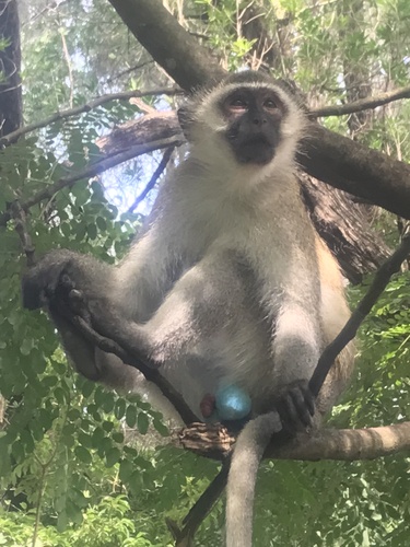 Eastern Vervet Monkey