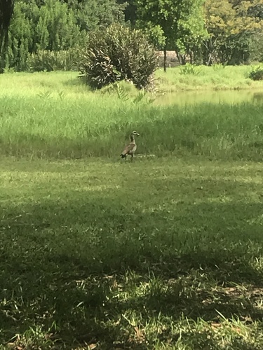 Egyptian Goose