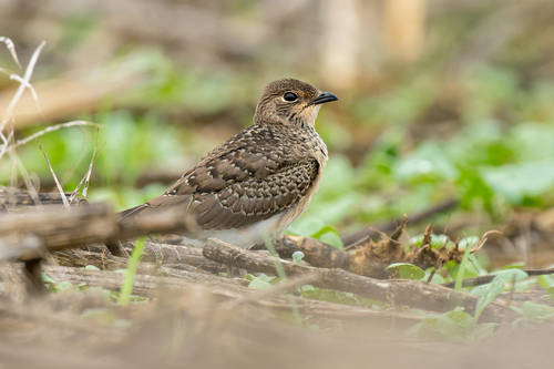 Oriental Pratincole