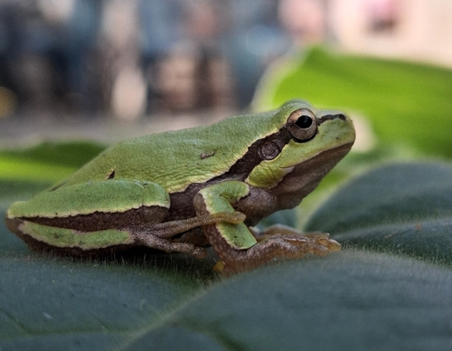 Eastern Tree Frog