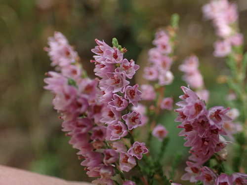 common heather