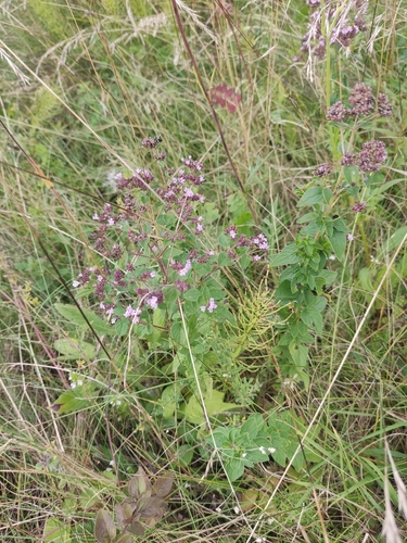 Oregano