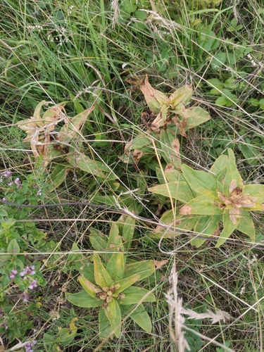 Cross Gentian