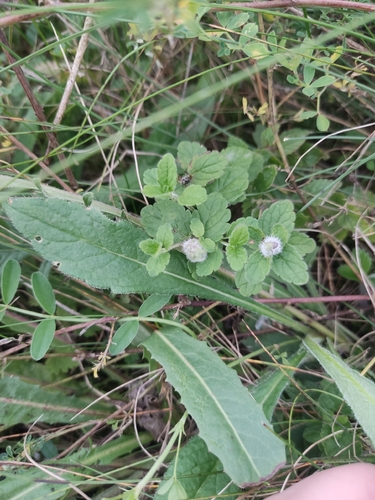Germander Speedwell Gall-midge