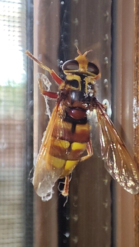 Milesia crabroniformis