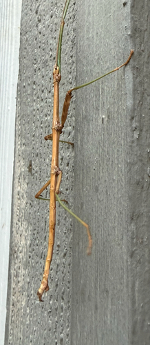 Northern Walkingstick