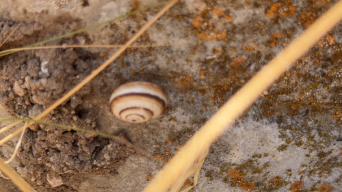 Vineyard Snail