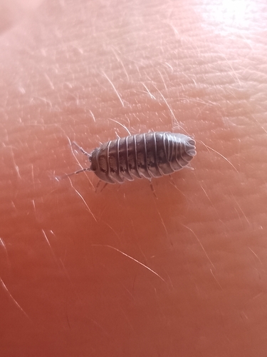 Nosy Pill Woodlouse