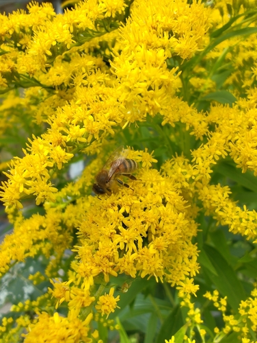 Western Honey Bee