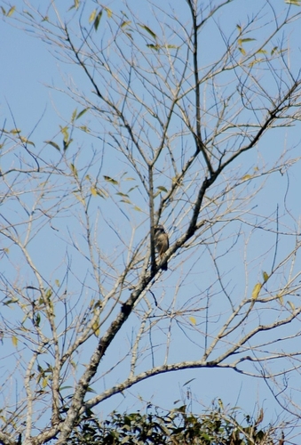 Roadside Hawk